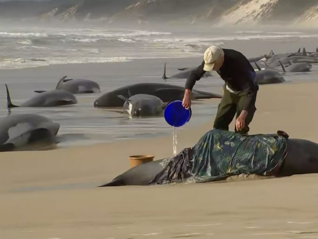 Des habitants avaient couvert les cétacés de couvertures et les avaient arrosées de seaux d'eau pour les maintenir en vie après leur découverte mercredi sur la plage.