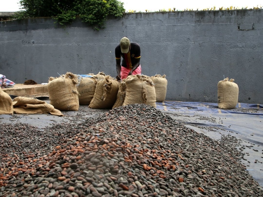 Dans les grands pays producteurs de cacao, comme ici en Côte d’Ivoire, la récolte s'annonce faible cette année.